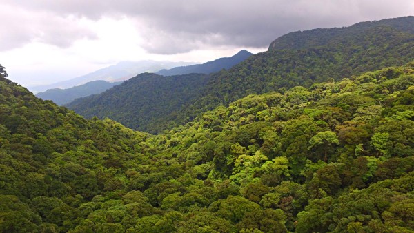 Un bosque de vida silvestre para recorrer y disfrutar