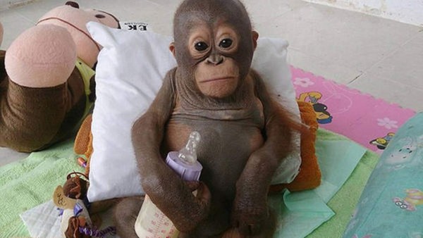 Budi es un bebé orangután que lucha por sobrevivir. Foto cortesía International Animal Rescue.