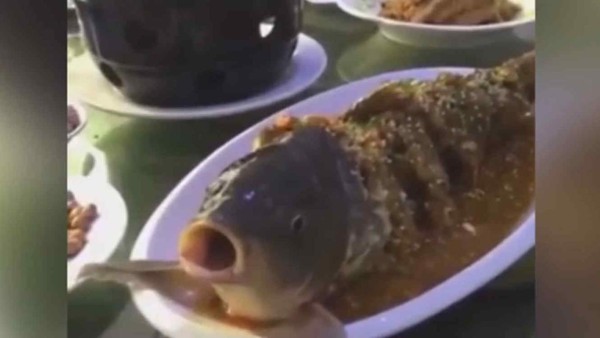 Video: Pez vuelve a la vida justo cuando iba a ser comido