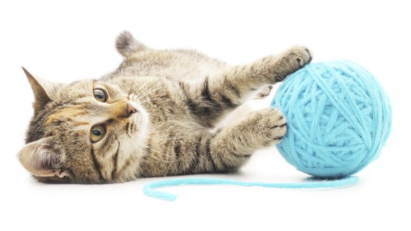 Los gatos aumentan la producción empresarial