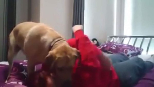 El perro que salva a su dueña de brotes epilépticos