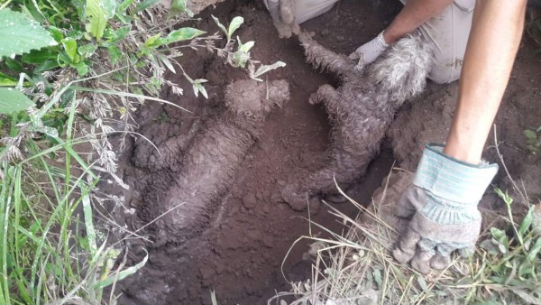 Rescatan a dos cachorros que cayeron en un hoyo en Santa Bárbara
