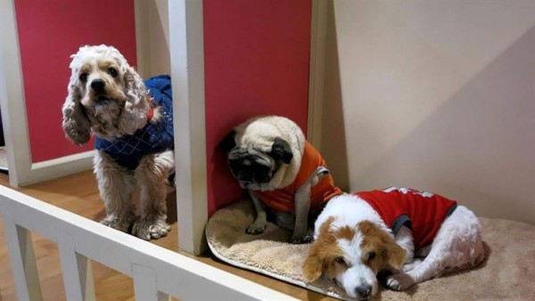 Piscina y masajes en el primer hotel de lujo para perros del sur de Asia