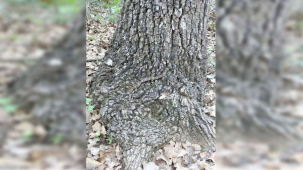 ¿Logras ver al peligroso animal que está sobre este tronco?