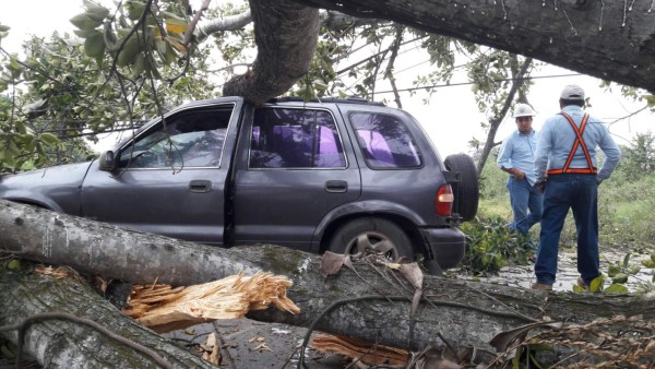 'Me llevé gran susto': conductora de carro aplastado por árbol
