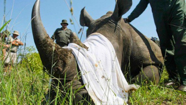 Legalizan el comercio de productos de rinocerontes