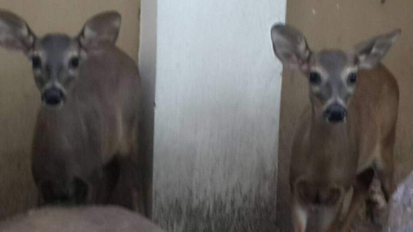 Venados decomisados en una lujosa vivienda en la 21 avenida y 14 calle de la colonia Las Mesetas de San Pedro Sula, en el marco de la 'Operación Trueno'.