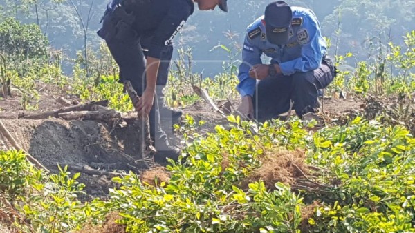 Desmantelan narcolaboratorio en el departamento de Yoro