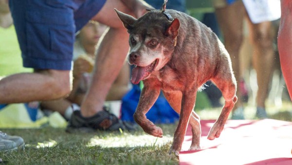 Conoce a la perrita más fea del mundo