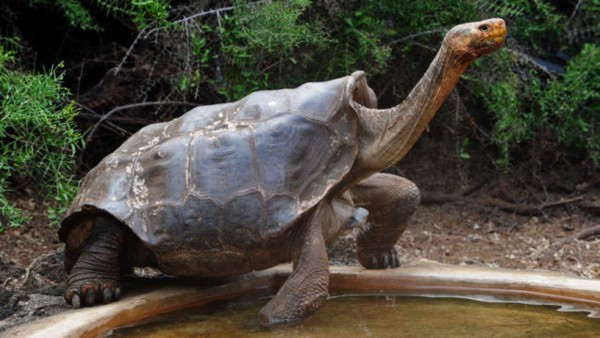 Diego, la apasionada tortuga que salvó a su especie de la extinción  