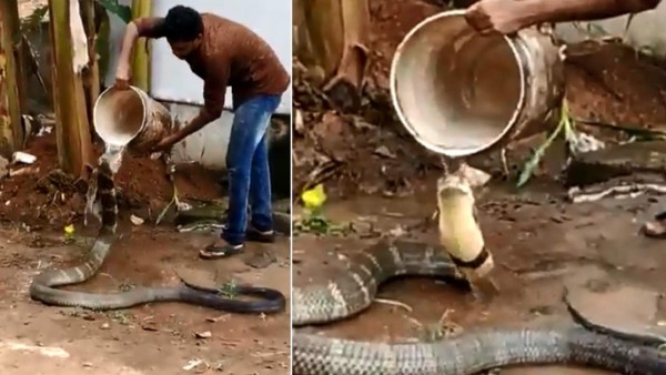 Video viral: Arriesgado hombre le da un baño a gigantesca cobra y el final impacta
