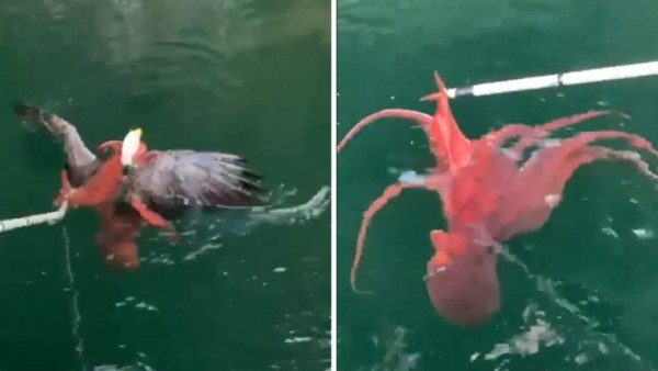 Video viral: Pulpo gigante atrapa a una águila, pero tiene final inesperado