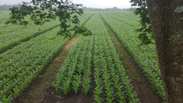 Gobierno impulsará estrategia para exportar maíz