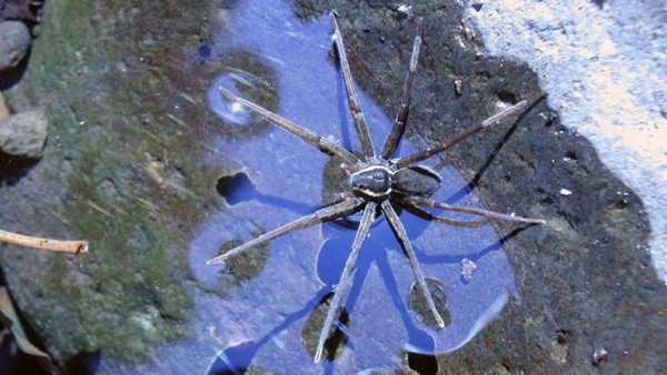 Encuentran una extraordinaria araña que se alimenta de sapos gigantes