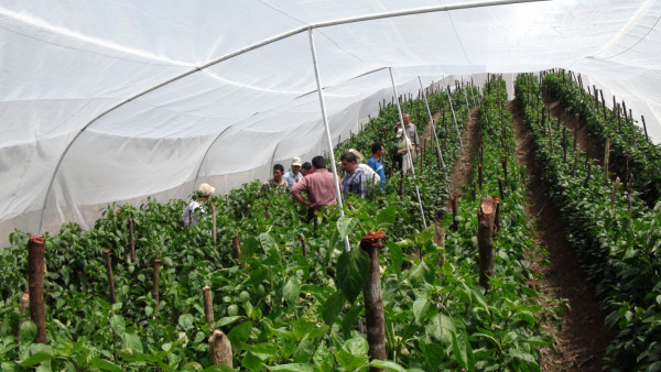 Estudian 11 tipos de semilla de tomate en Honduras