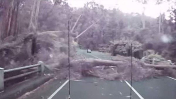Momentos en que el conductor se salvaba de morir de ser aplastado por la caía de árboles. Foto YouTube.