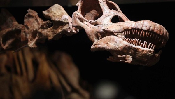 Dinosaurios a la venta en París