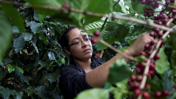 Honduras busca 350,000 personas para recoger café