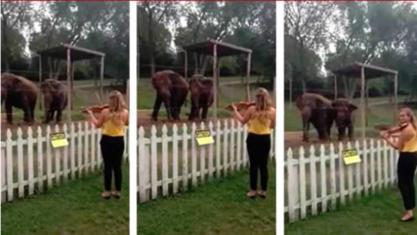 Video: Dos elefantes bailan al ritmo de Bach