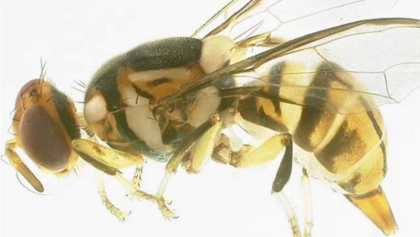 Mosca asiática atemoriza a productores de Florida