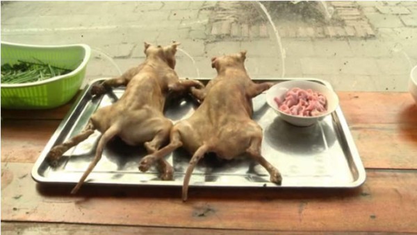 Restaurante es popular por la venta de gatos fritos