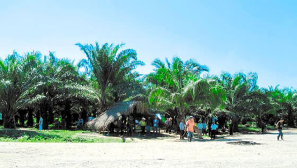 Célula guerrillera se arma en el Bajo Aguán