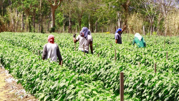 Créditos para agro y consumo, la mayor demanda en cooperativas