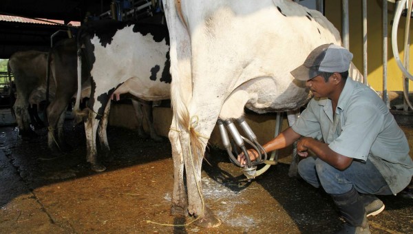 Sector de lácteos produce unos 350,000 litros de leche al día