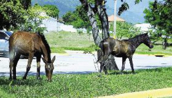 Peligro por vagancia de animales