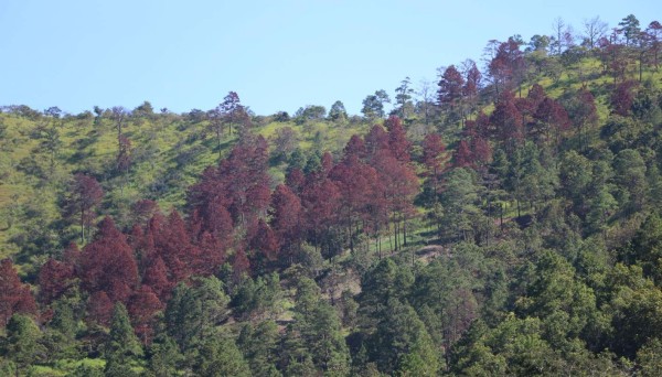 Falta de apoyo provoca cierre de microempresas de madera