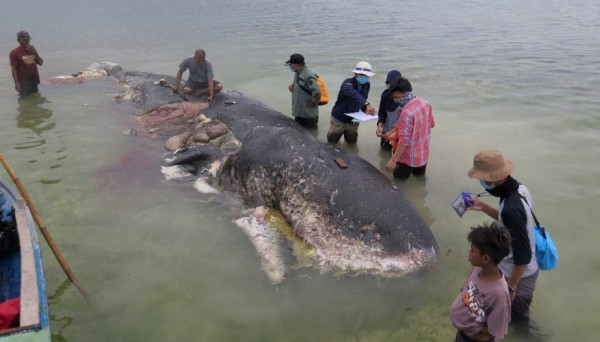 Hallan ballena muerta con casi seis kilos de plástico en su estómago