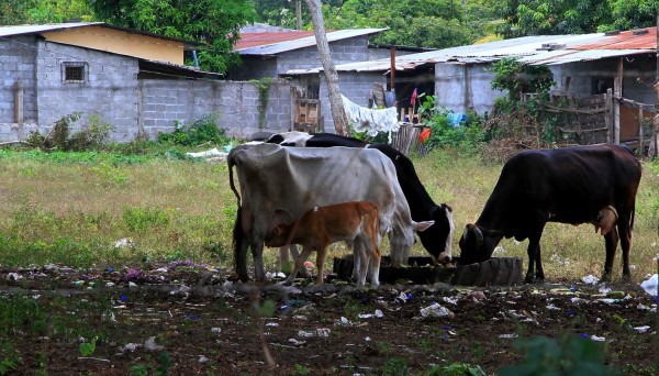 Honduras teme crisis alimentaria por sequía
