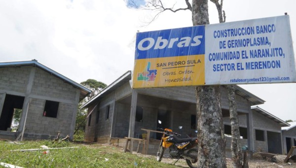 Buscan recuperar áreas dañadas por el gorgojo