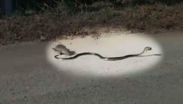 Video: Mamá rata lucha contra serpiente para salvar a su bebé
