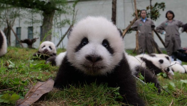 Presentan a 36 bebés pandas gigantes