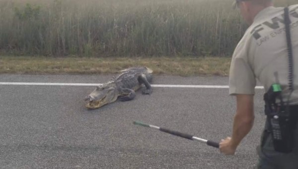 Video: Gran caimán detiene el tráfico en una carretera de Florida, EUA