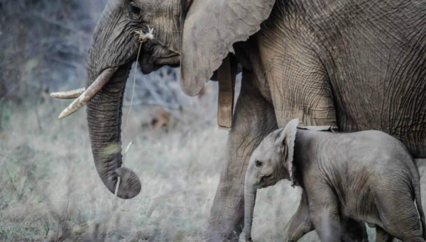 VIDEO: Captan a una cría de elefante rosa en Sudáfrica