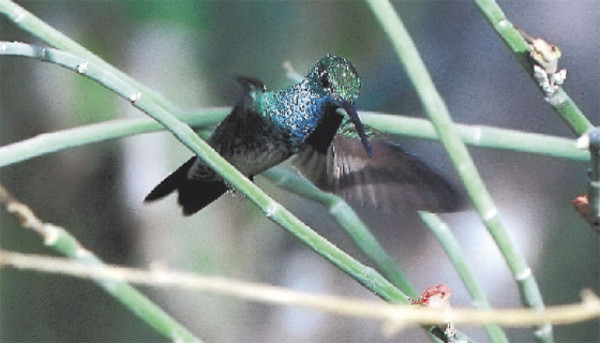La búsqueda exitosa del colibrí esmeralda