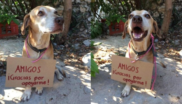 La historia de ‘Deko’, el perro con cáncer que vendió postres para pagar su quimioterapia