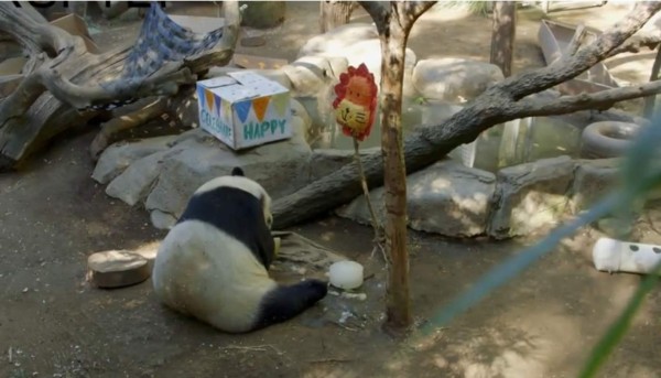 El panda que prefiere abrir regalos que comer un pastel en su cumpleaños