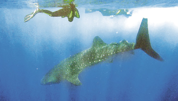 ¡Tiburón a la vista!