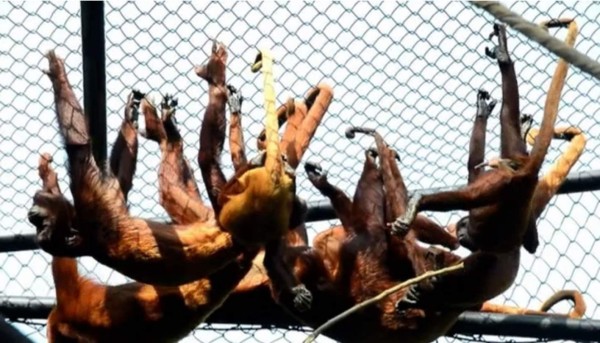 Monos aulladores rojos vuelven a casa en Colombia
