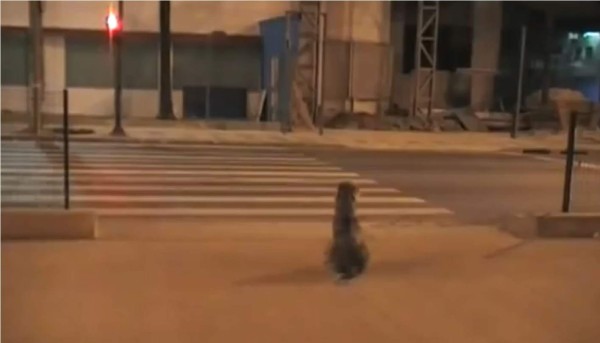 En la gráfica se observa al perro tomarse su tiempo hasta que la luz verde del semáforo le permite cruzar la calle. Foto YouTube.