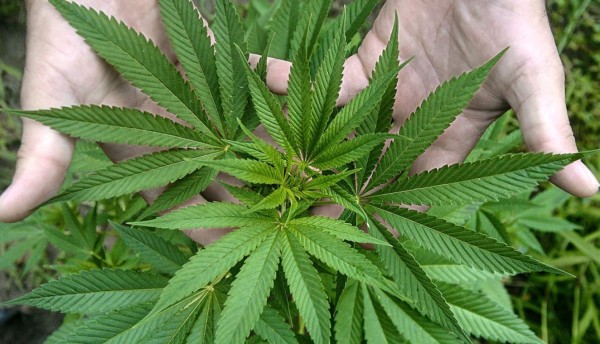Bermudas legalizará para 2019 el cultivo de la marihuana para uso médico