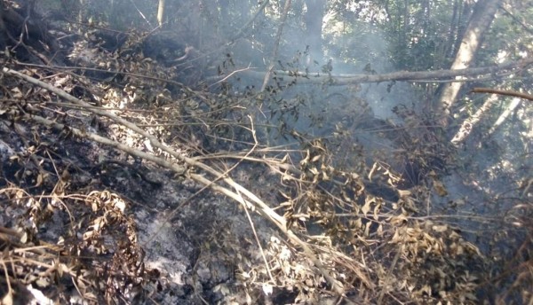 Incendio provocó emanación de humo blanco en Pico Bonito