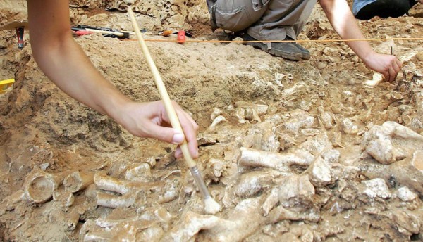 Paleontólogo aficionado descubre restos fósiles de 500.000 años en Argentina