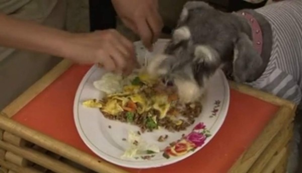 La perra vida en Bangkok