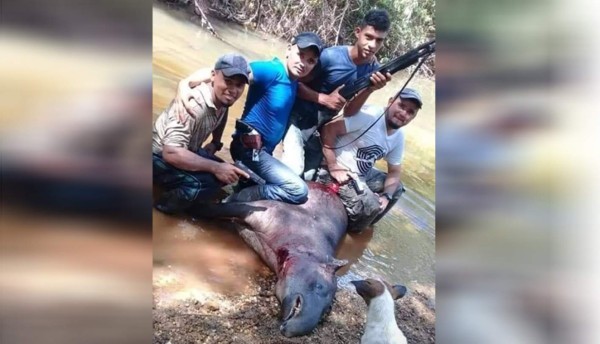 Fuerza de tarea investiga cacería ilegal de tapir