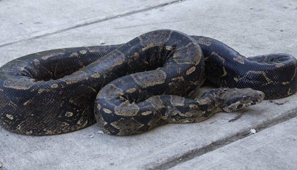 Boa causa pánico dentro de un autobús de pasajeros en Nicaragua