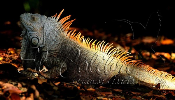 Roatán, lujo al natural